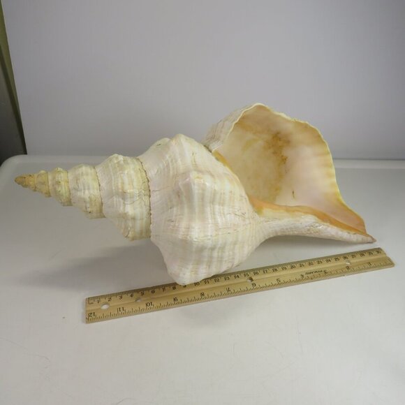 Real Sea Shell 15" long Horse Conch cream & peach coloring Coastal - Picture 1 of 15